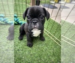 Litter of 5 - Female French BulldogLitter of Puppies for Sale - Photo #19