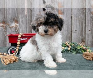 Medium Poodle (Toy)