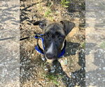 Small #6 German Shepherd Dog Mix