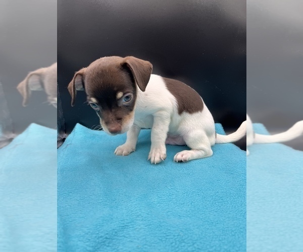 Medium Photo #3 Jack Chi Puppy For Sale in SAINT AUGUSTINE, FL, USA