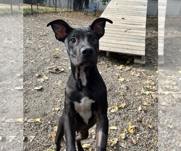 Medium Photo #1 Labrador Retriever-Unknown Mix Puppy For Sale in Elmsford, NY, USA