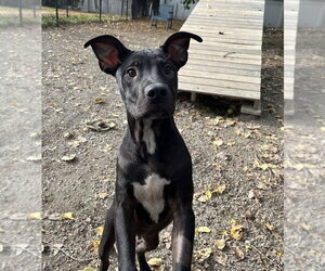 Labrador Retriever-Unknown Mix Dogs for adoption in Elmsford, NY, USA