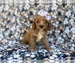 Small Cavapoo (Miniature)