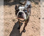Small #2 Boston Terrier
