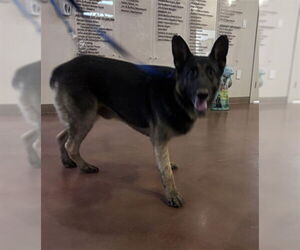 German Shepherd Dog Dogs for adoption in Santa Maria, CA, USA