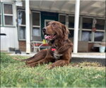 Small #3 Australian Shepherd Mix