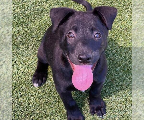 Medium Photo #4 Labrador Retriever-Unknown Mix Puppy For Sale in San Diego, CA, USA