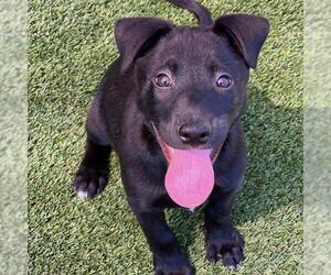 Juice Box Pup - Kool-Aid - Female Labrador Retriever-Unknown Mix Dog for Adoption - Photo #4