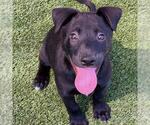 Small Photo #4 Labrador Retriever-Unknown Mix Puppy For Sale in San Diego, CA, USA