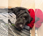 Small #5 Labrador Retriever Mix