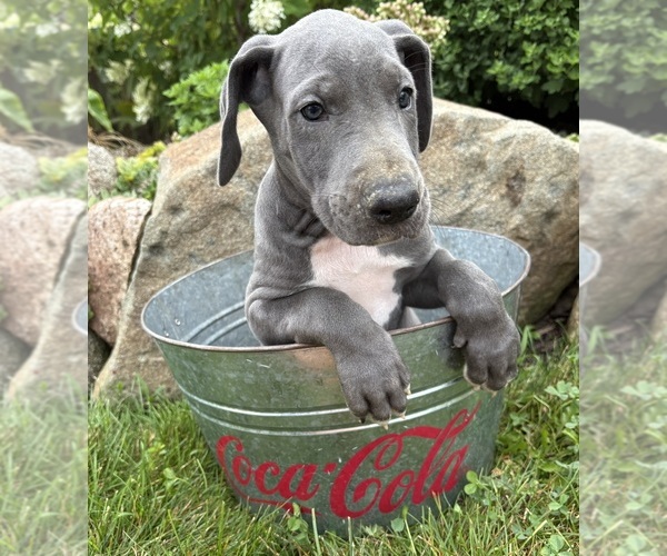 Medium Photo #4 Great Dane Puppy For Sale in MIDDLEBURY, IN, USA