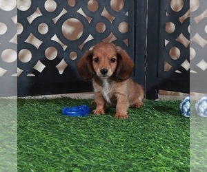 Dachshund Puppy for sale in MOUNT VERNON, OH, USA
