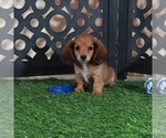 Image preview for Ad Listing. Nickname: Smokey