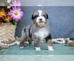 Puppy Timmy Miniature Australian Shepherd