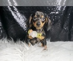 Puppy Zoa AKC Dachshund