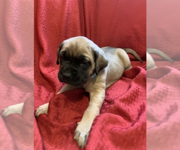Medium Photo #8 Mastiff Puppy For Sale in FARMINGTON, WV, USA