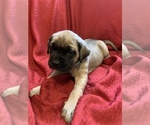 Small Photo #8 Mastiff Puppy For Sale in FARMINGTON, WV, USA