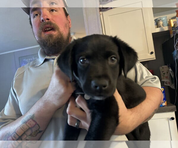 Medium Photo #2 Mutt Puppy For Sale in Holly Springs, NC, USA