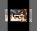 Small Photo #1 Morkie Puppy For Sale in RIVERSIDE, CA, USA
