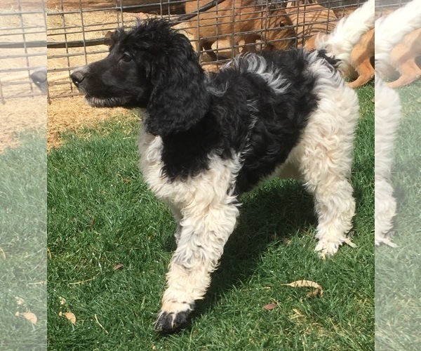 Medium Photo #1 Bernedoodle Puppy For Sale in SCOTTSDALE, AZ, USA