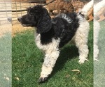 Small Photo #1 Bernedoodle Puppy For Sale in SCOTTSDALE, AZ, USA