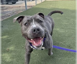 Mutt Dogs for adoption in Martinez, CA, USA