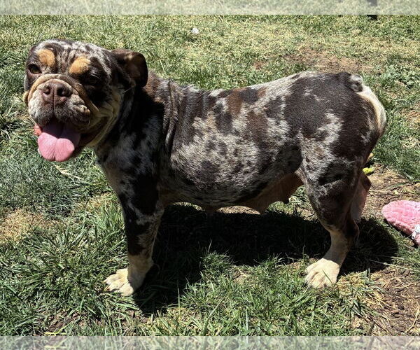 Medium Photo #2 Bulldog Puppy For Sale in Hesperia, CA, USA