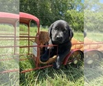 Small #2 Labrador Retriever