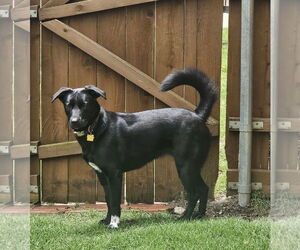 Collie-Labrador Retriever Mix Dogs for adoption in McKinney, TX, USA
