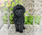Puppy Blue Cavapoo