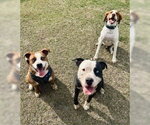 Small #4 American Pit Bull Terrier Mix