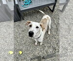 Small Photo #4 Mutt Puppy For Sale in Rockaway, NJ, USA