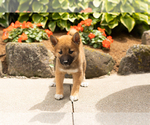 Small #2 Shiba Inu