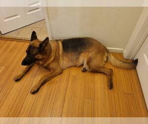 Mother of the German Shepherd Dog puppies born on 04/01/2025