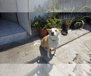 Huski - Male Mutt Dog for Adoption - Photo #3