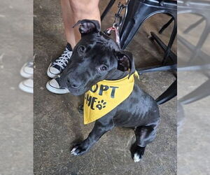 Mutt Dogs for adoption in Spotsylvania, VA, USA