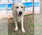 Small #17 Great Pyrenees