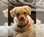Small #3 Maltese Mix