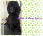Small Photo #1 Poodle (Standard) Puppy For Sale in WILSONVILLE, OR, USA