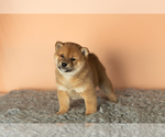 Small Photo #4 Shiba Inu Puppy For Sale in MILLERSBURG, IN, USA