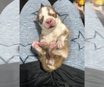 Small Photo #5 Siberian Husky Puppy For Sale in PEYTON, CO, USA