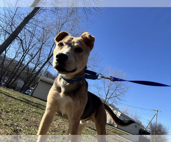 Medium Photo #6 Mutt Puppy For Sale in Elmsford, NY, USA