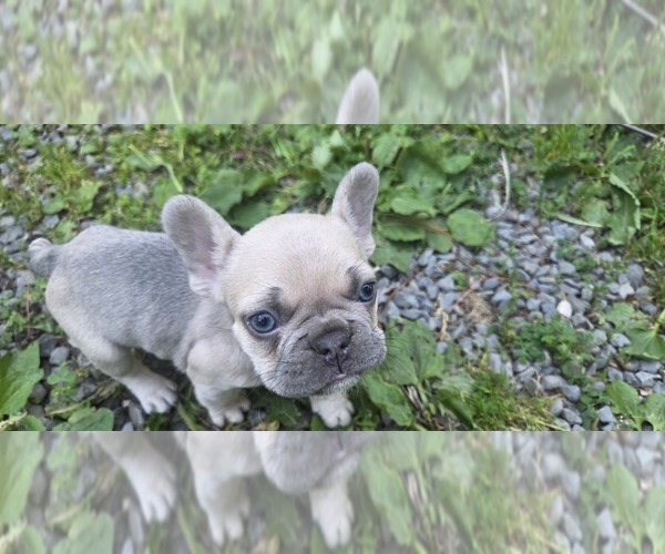 Medium Photo #4 French Bulldog Puppy For Sale in MAPLETON, ME, USA