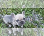 Small #3 French Bulldog
