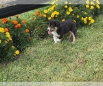 Small #2 Border Collie-Bordoodle Mix
