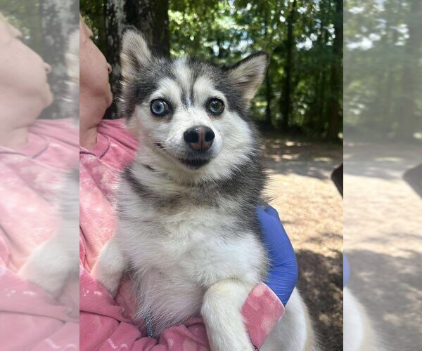 Medium Photo #2 Pomsky Puppy For Sale in New York, NY, USA