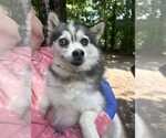 Small #1 Pomsky