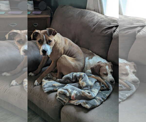 Medium Photo #2 Mutt Puppy For Sale in Waterloo, IA, USA