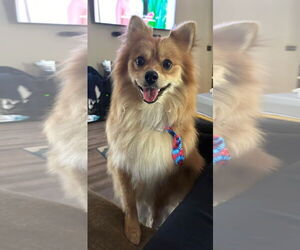 Pomeranian Dogs for adoption in Germantown, OH, USA