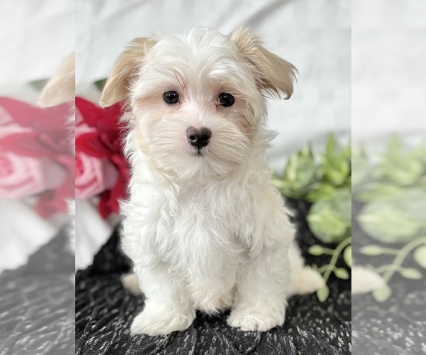 Medium Photo #7 Maltese Puppy For Sale in ROCK STREAM, NY, USA